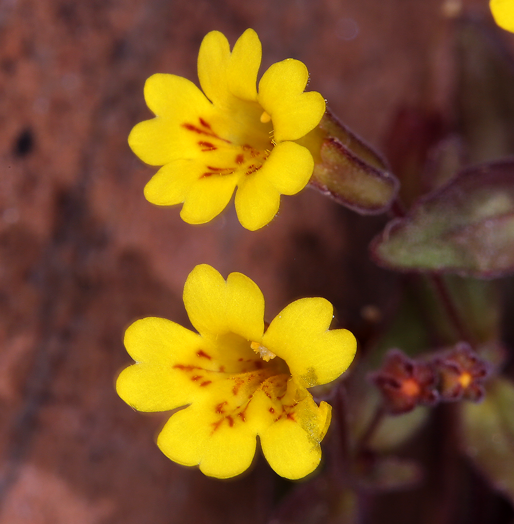 Erythranthe calcicola Erythranthe calcicola