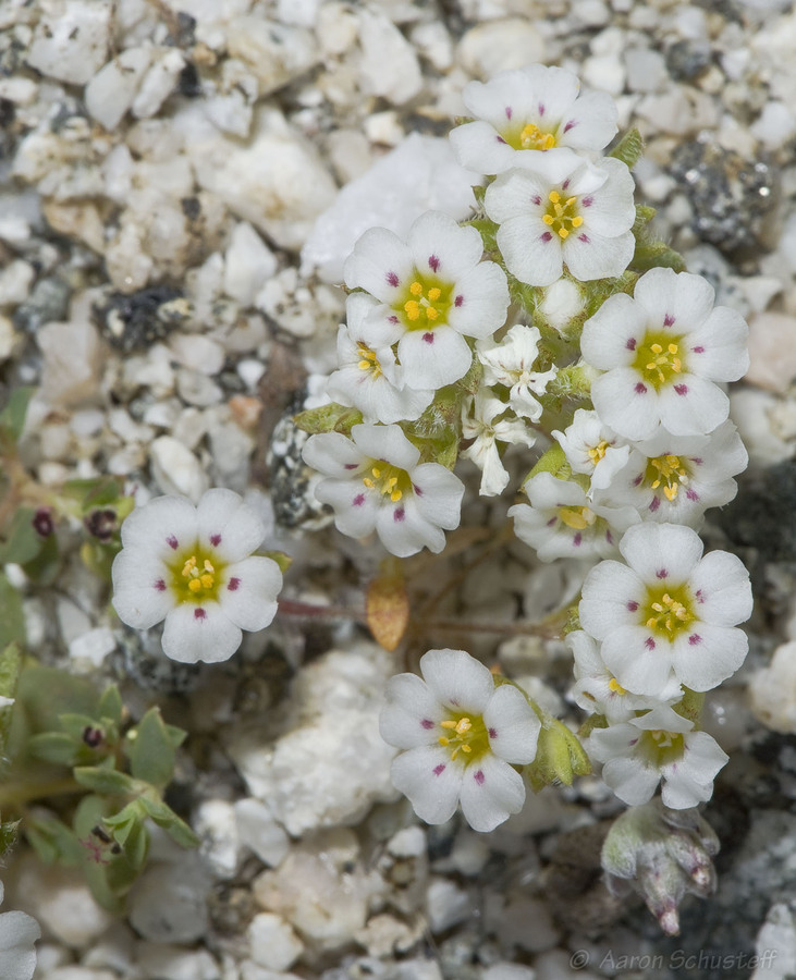 Linanthus maculatus ssp. maculatus