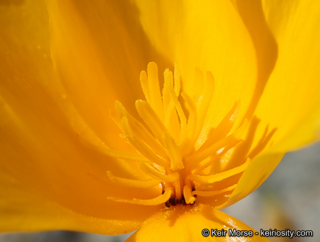 Eschscholzia androuxii