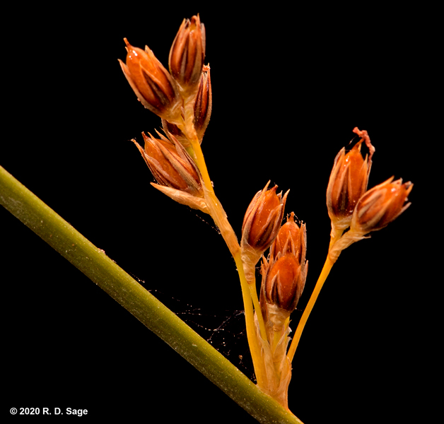 Juncus balticus Juncus balticus