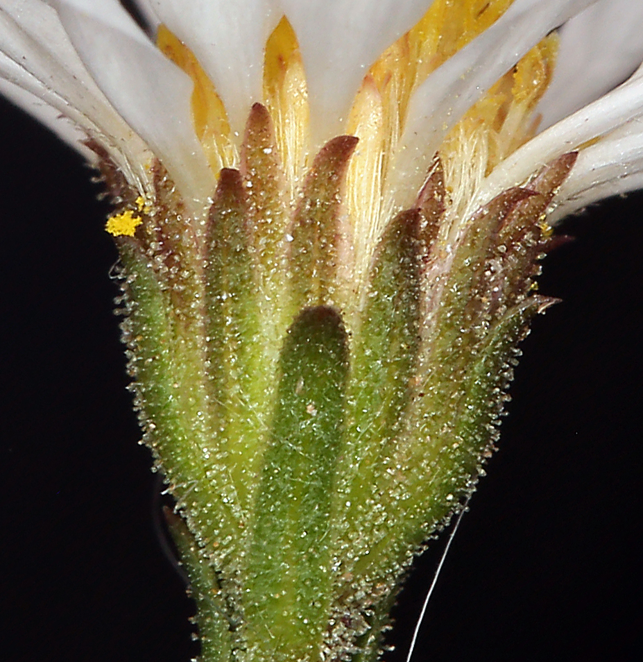 Almutaster pauciflorus Almutaster pauciflorus