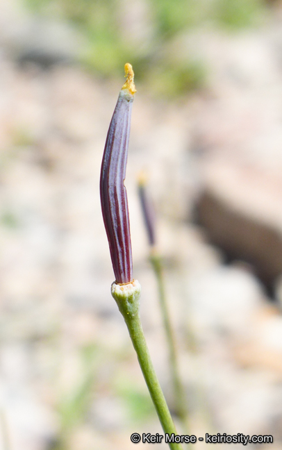 Eschscholzia glyptosperma