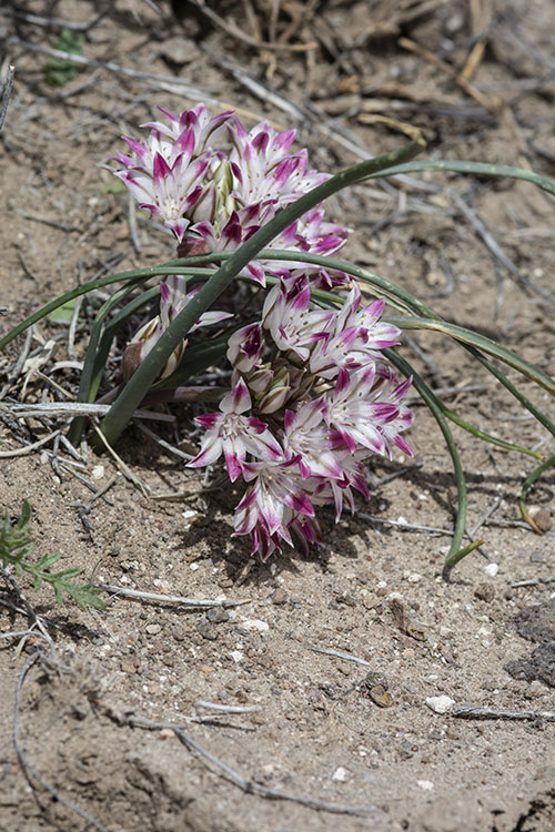 Allium bigelovii