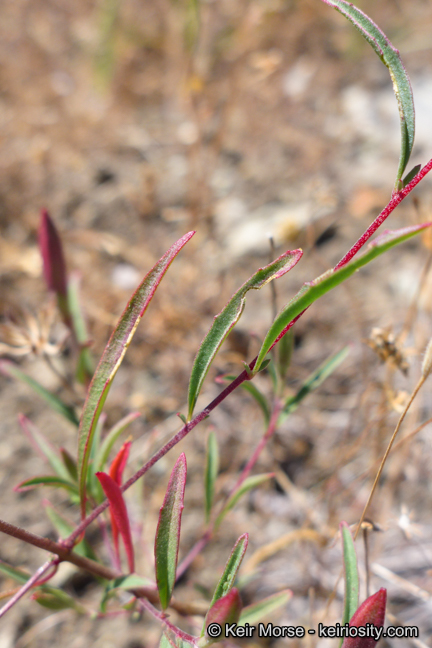 Clarkia rubicunda