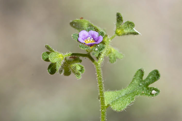 Eucrypta micrantha