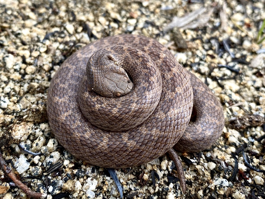 Hypsiglena torquata Hypsiglena torquata