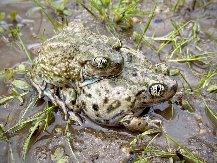 Spea hammondii Spea hammondii