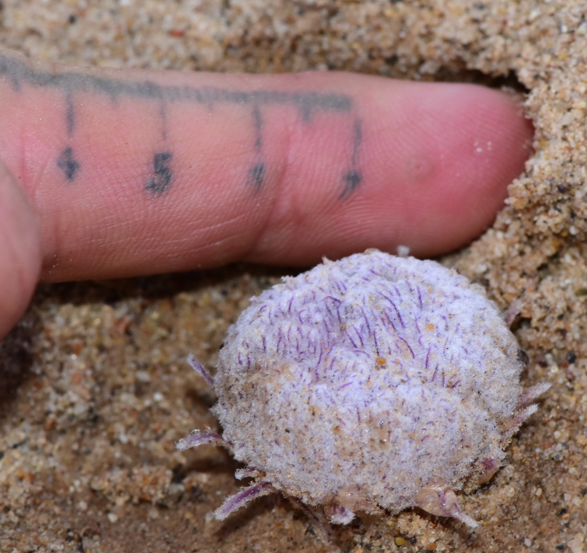Pholisma sonorae