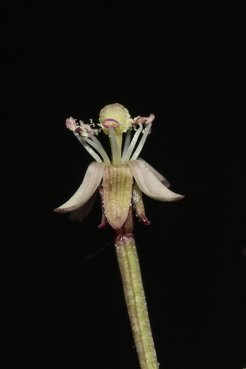 Eremothera chamaenerioides