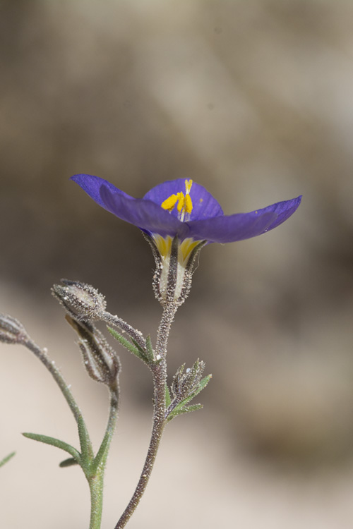 Giliastrum acerosum