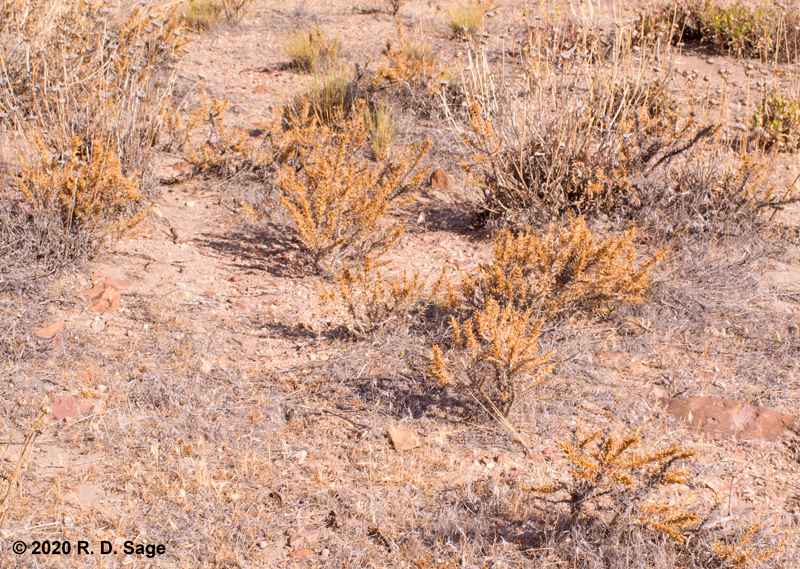 Junellia seriphioides