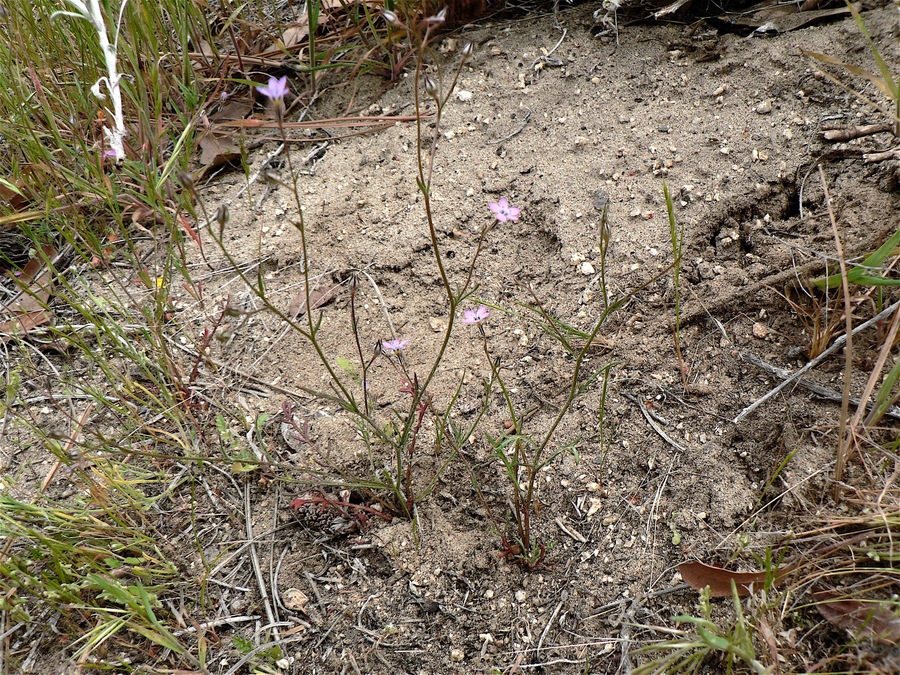 Allophyllum gilioides