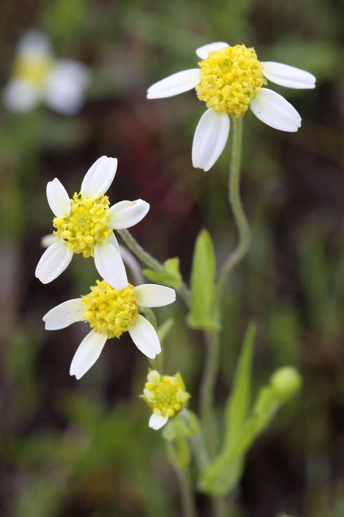 Lasthenia debilis