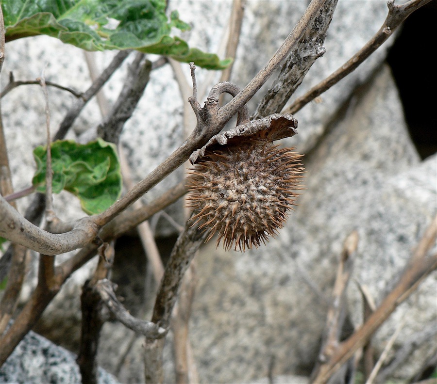 Datura wrightii