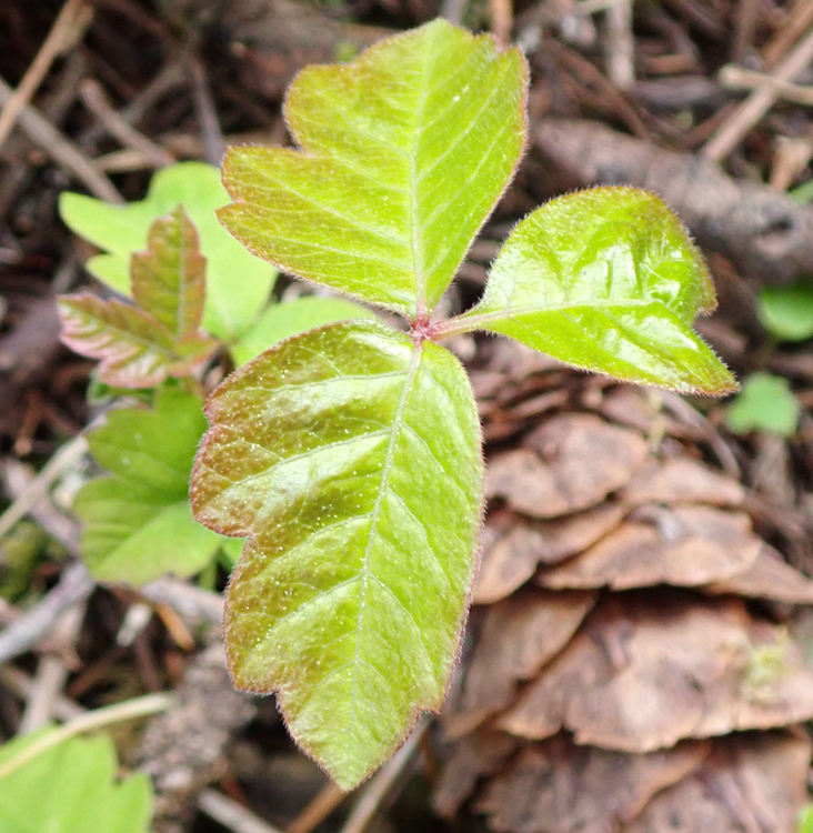 Toxicodendron diversilobum