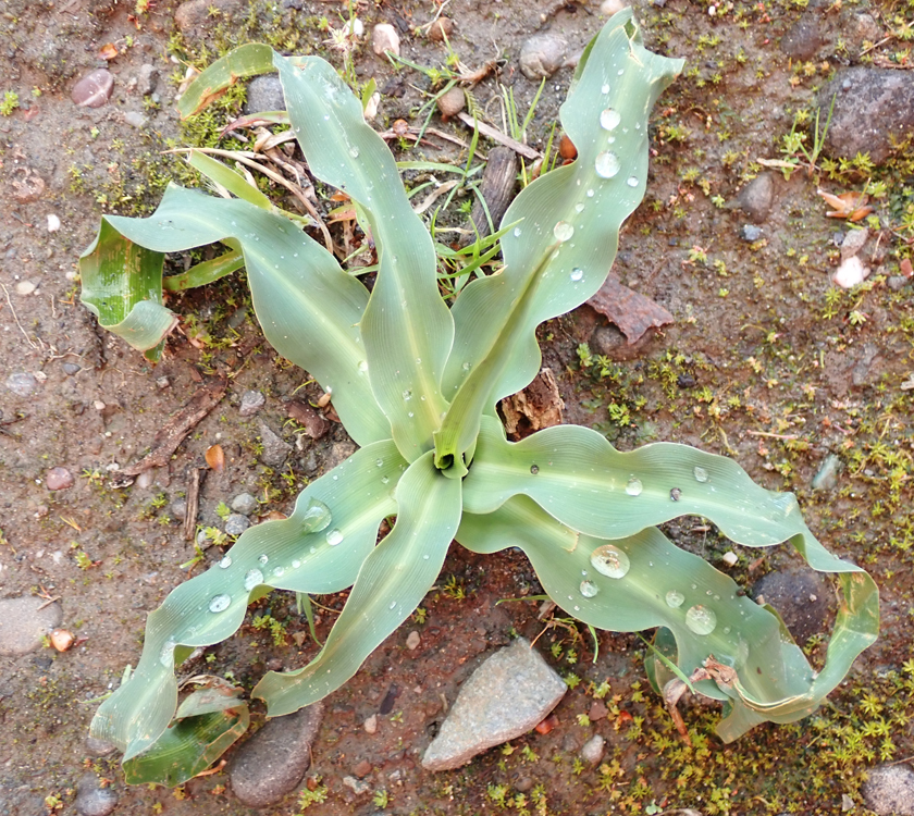 Chlorogalum pomeridianum