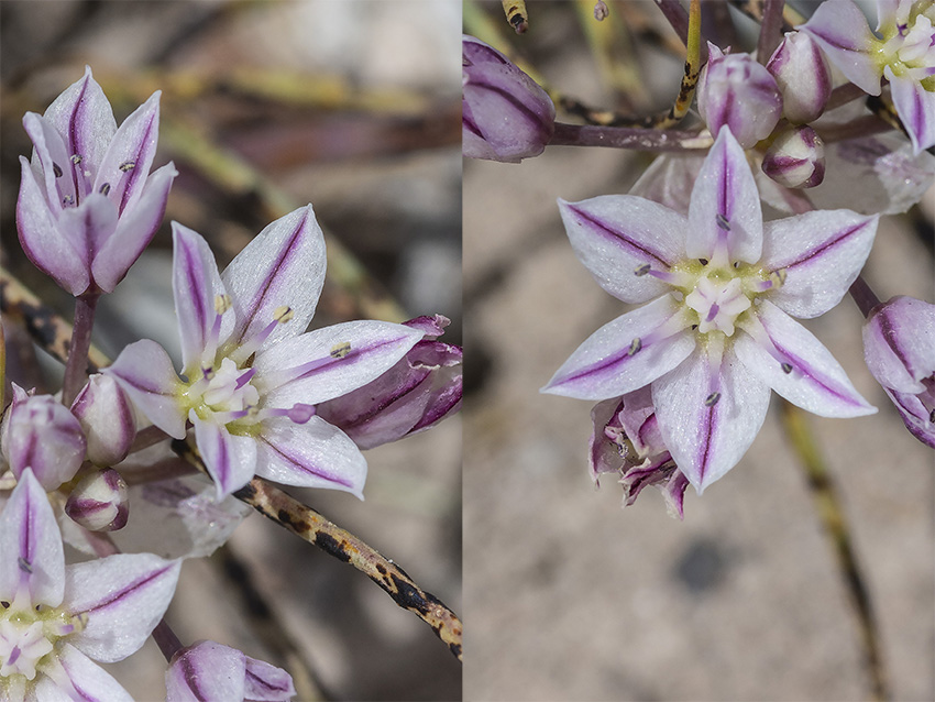 Allium macropetalum