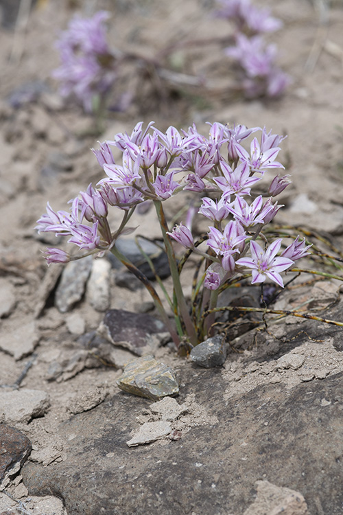 Allium macropetalum