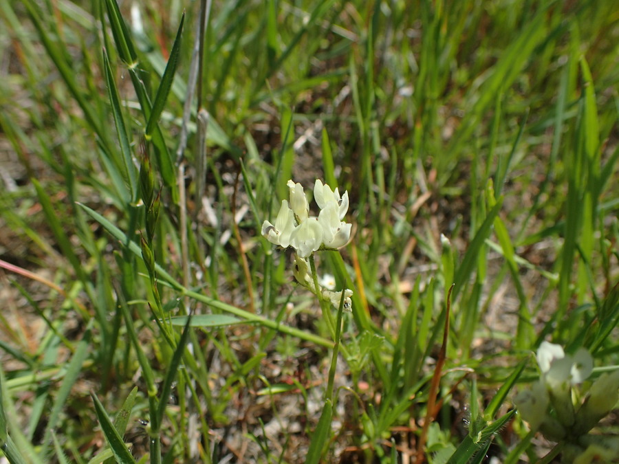Astragalus breweri Astragalus breweri