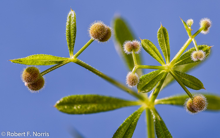 Galium aparine Galium aparine