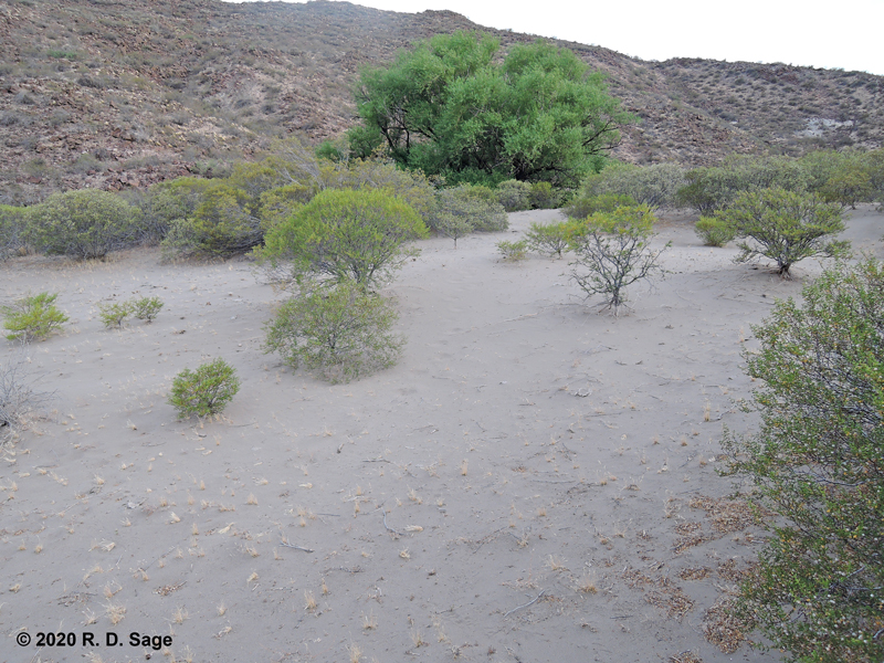 Riverside sand dunes, Monte vegetation, scorpion habitat