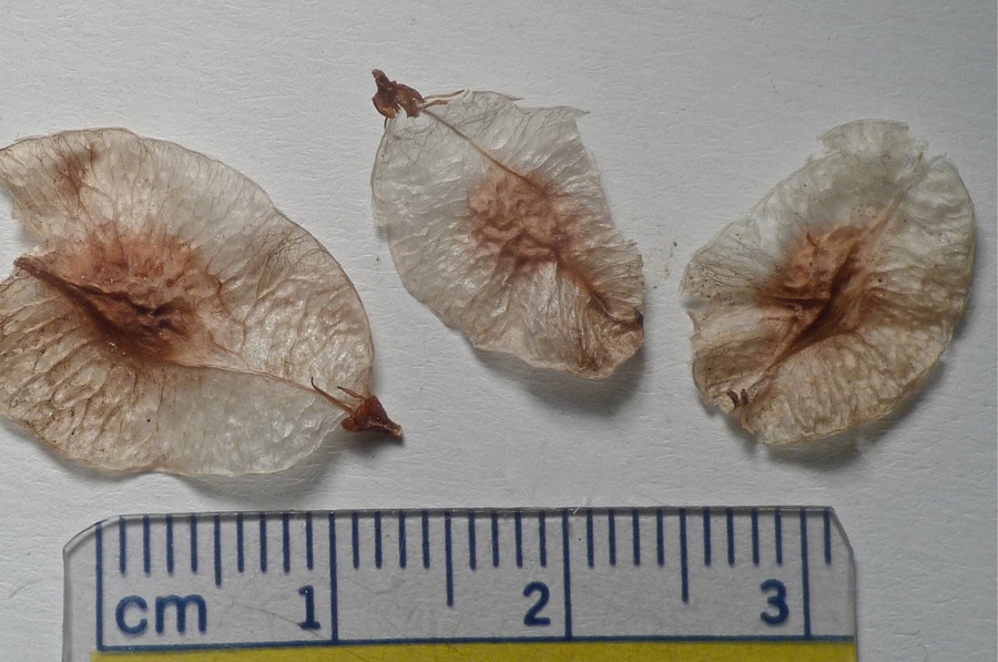 Ulmus minor