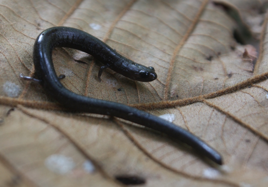 Oedipina sp. Oedipina sp.