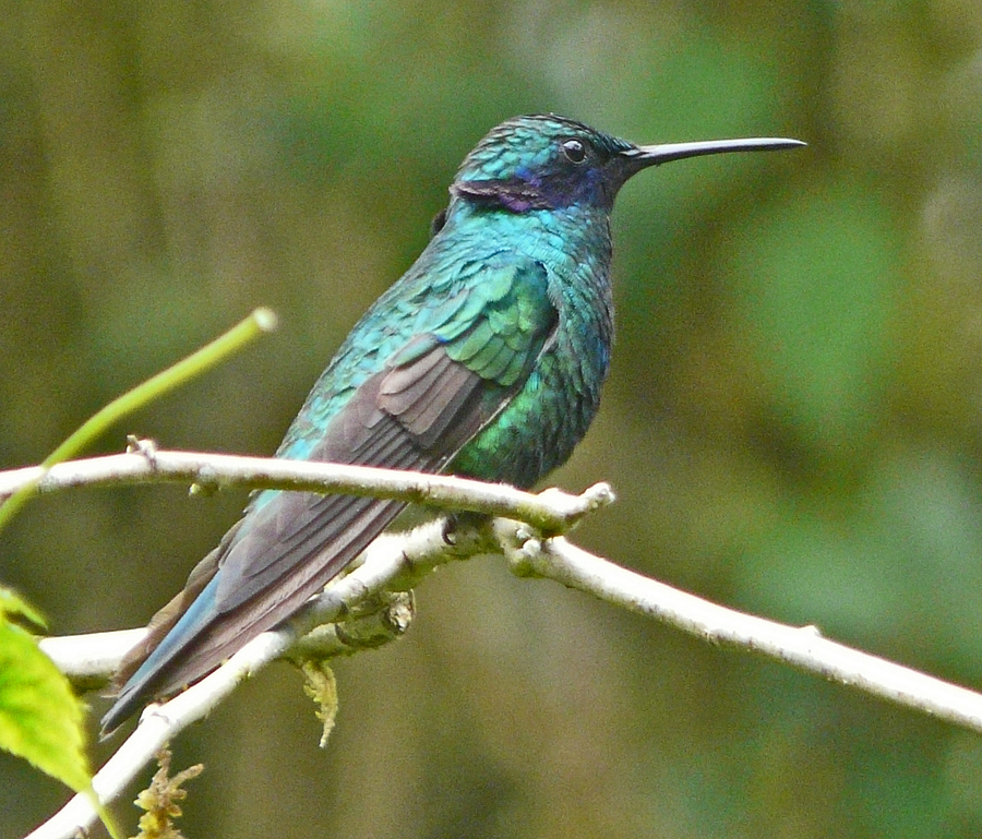 Colibri coruscans Colibri coruscans