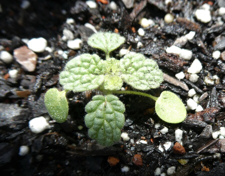Marrubium supinum