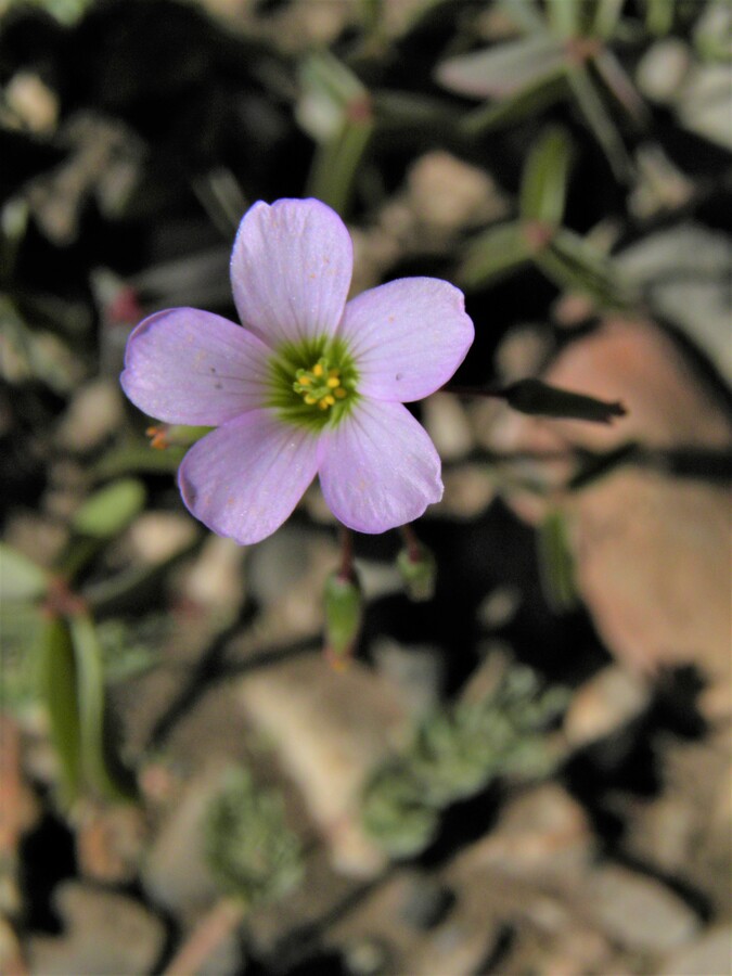 Oxalis latifolia