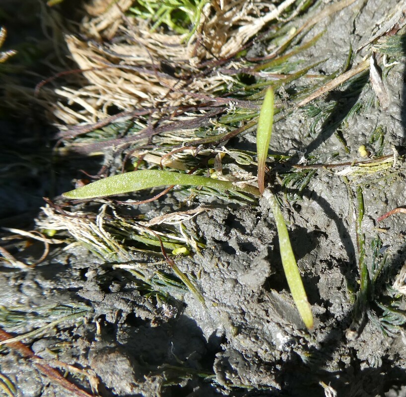 Alisma lanceolatum