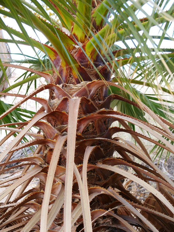 Washingtonia filifera Washingtonia filifera