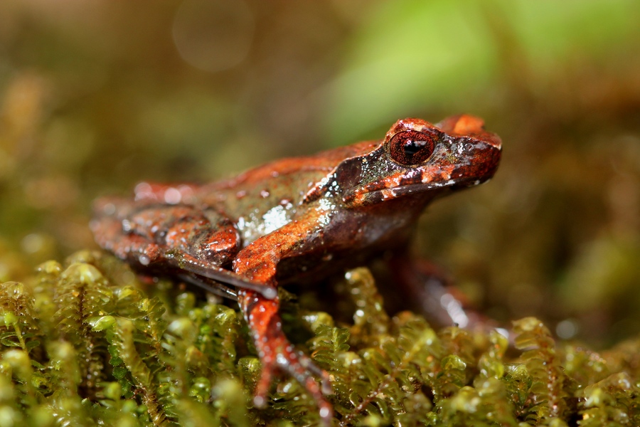 Boulenophrys frigida