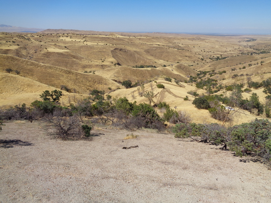 Eriogonum eastwoodianum