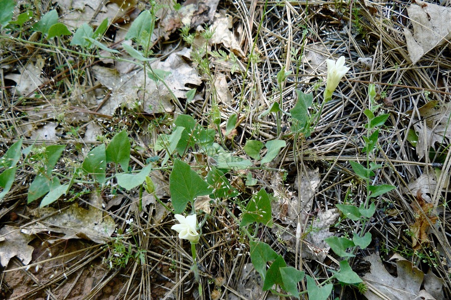 Calystegia malacophylla