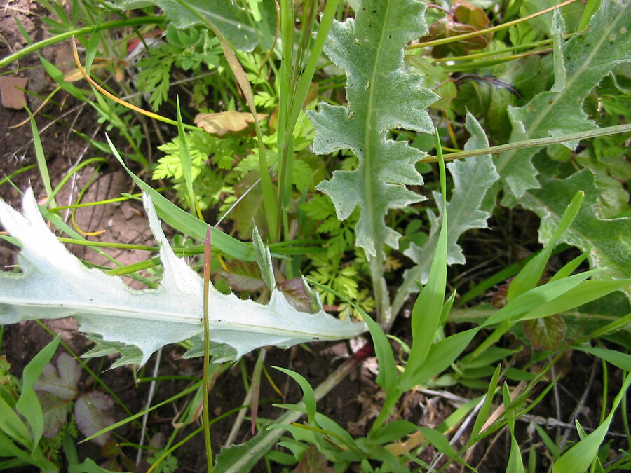 Cirsium ciliolatum