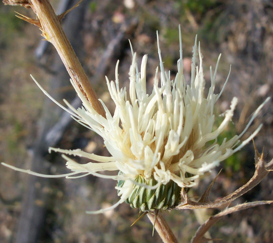 Cirsium ciliolatum