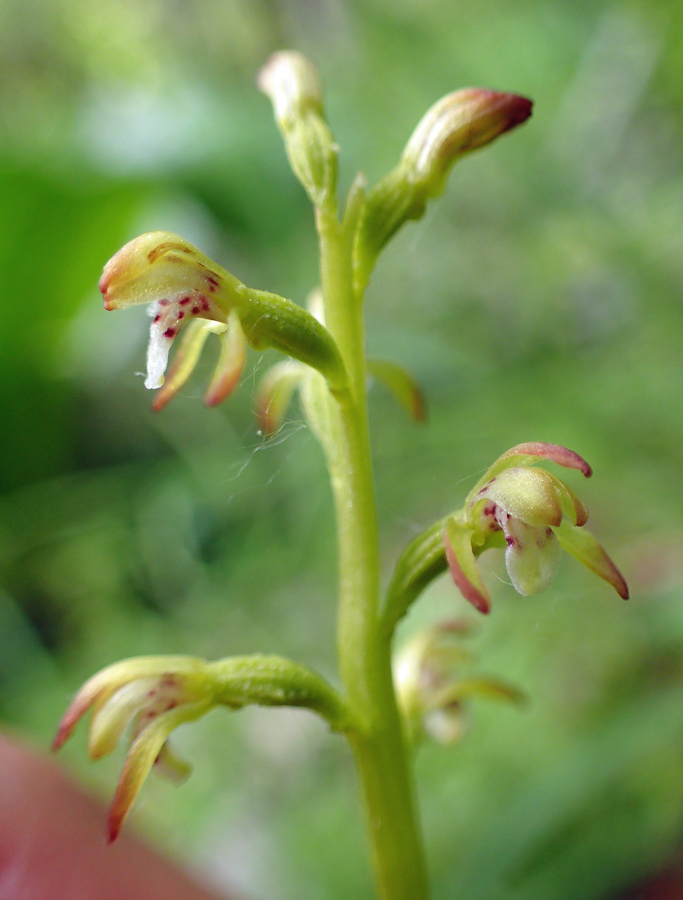 Corallorhiza trifida