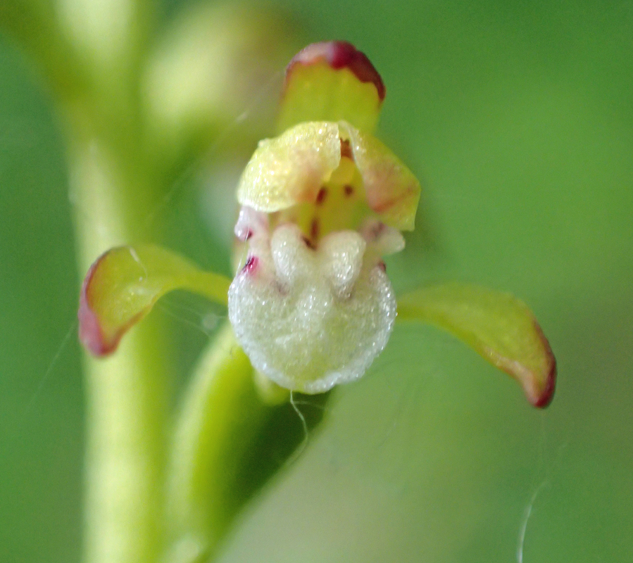 Corallorhiza trifida
