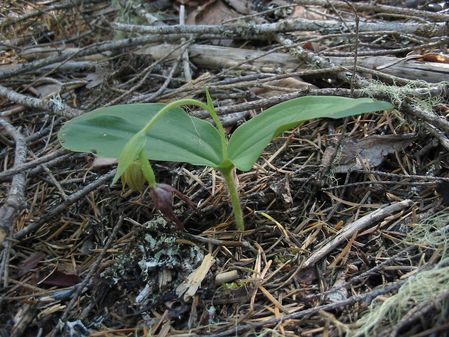 Cypripedium fasciculatum