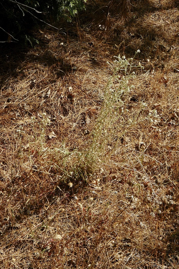 Pseudognaphalium thermale