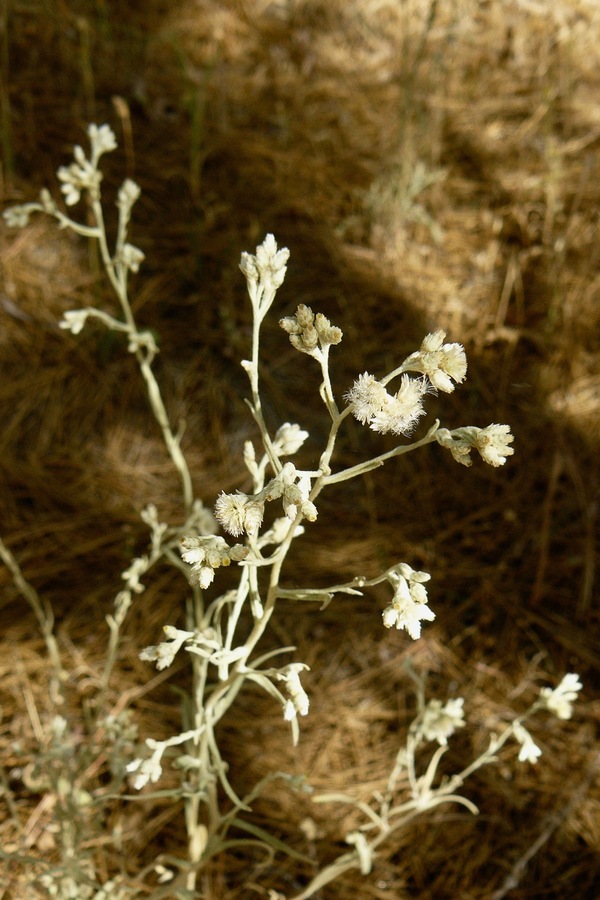 Pseudognaphalium thermale