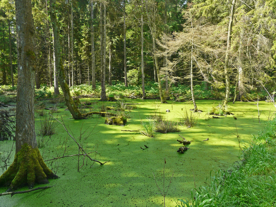 Pond, Wolgastsee near Korswandt
