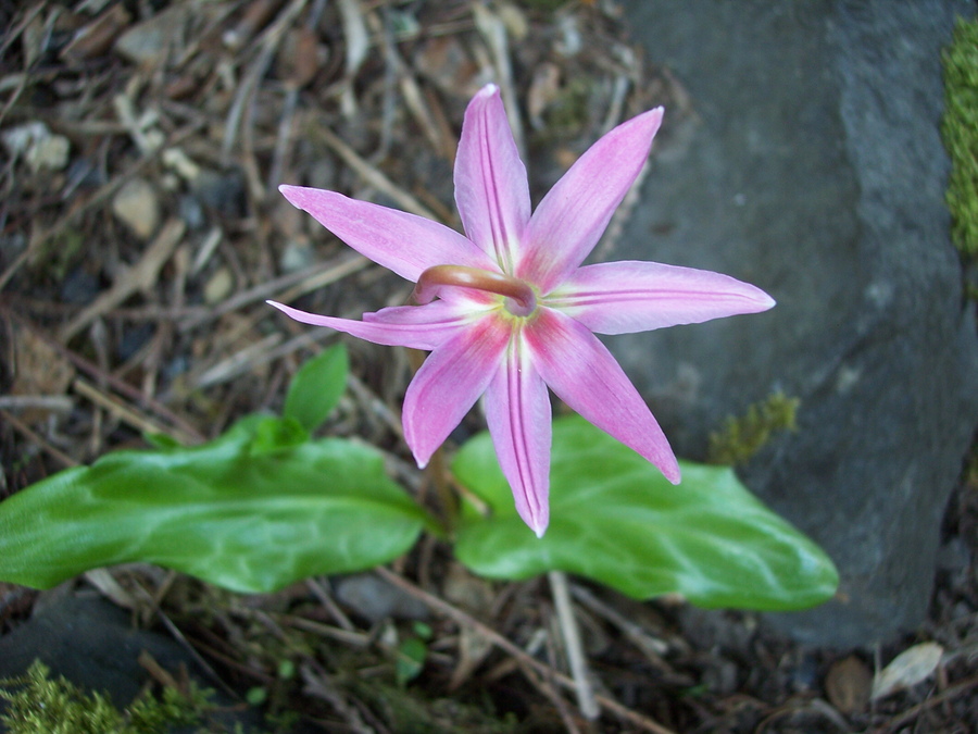 Erythronium revolutum Erythronium revolutum