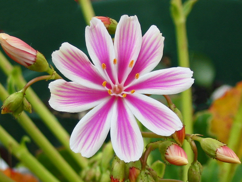 Lewisia cotyledon var. howellii