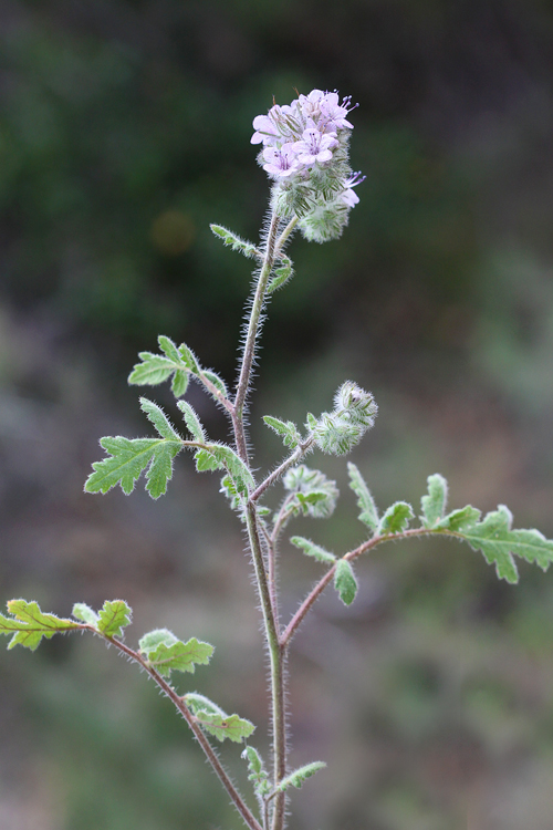 Phacelia cicutaria var. hispida Phacelia cicutaria var. hispida