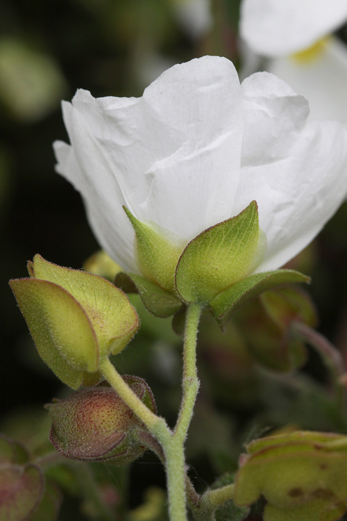 Cistus salviifolius Cistus salviifolius