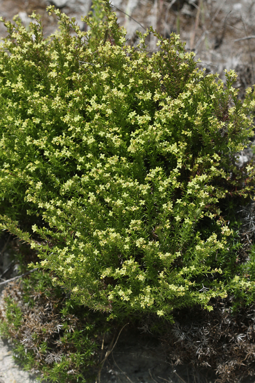 Galium andrewsii