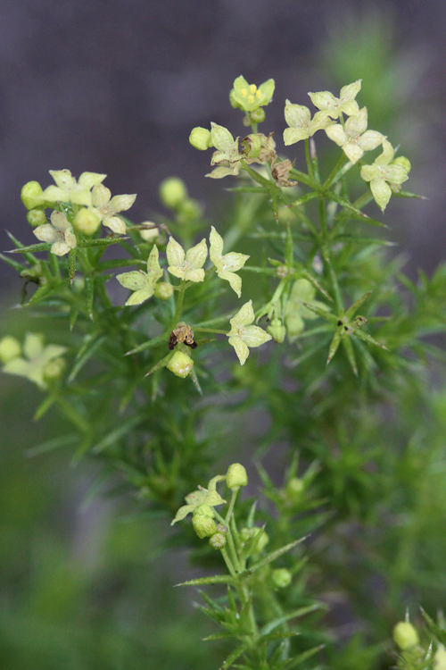 Galium andrewsii Galium andrewsii