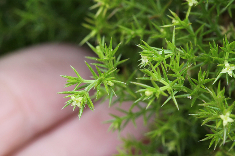 Galium andrewsii